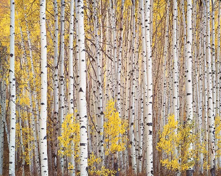 Aspen Grove, Colorado, 1993