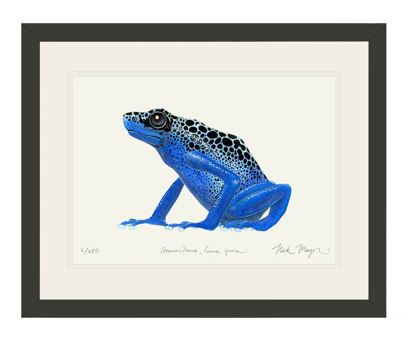 Blue Poison Dart Frog Print