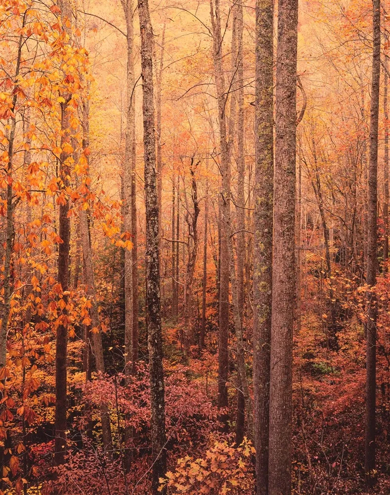 Glowing Appalachian Forest, Virginia