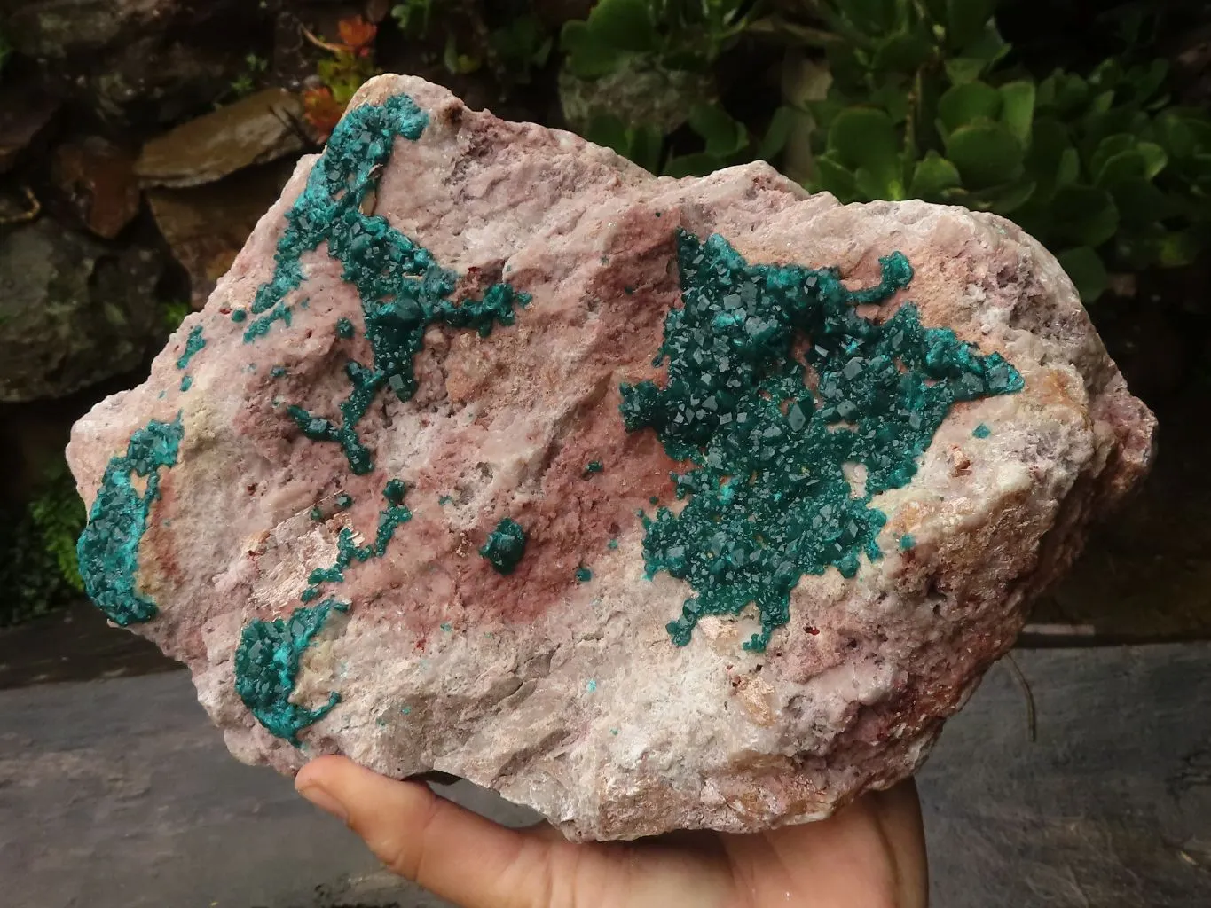 Natural Extra Large Classic Dioptase Specimen With Deep Emerald Crystals x 1 From Congo