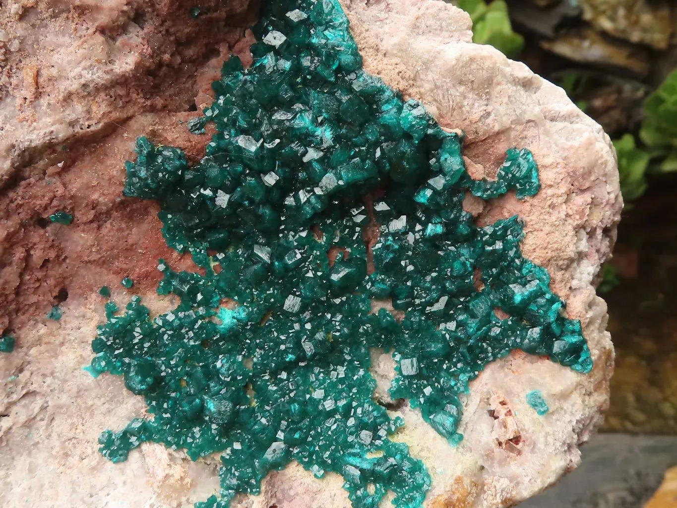 Natural Extra Large Classic Dioptase Specimen With Deep Emerald Crystals x 1 From Congo