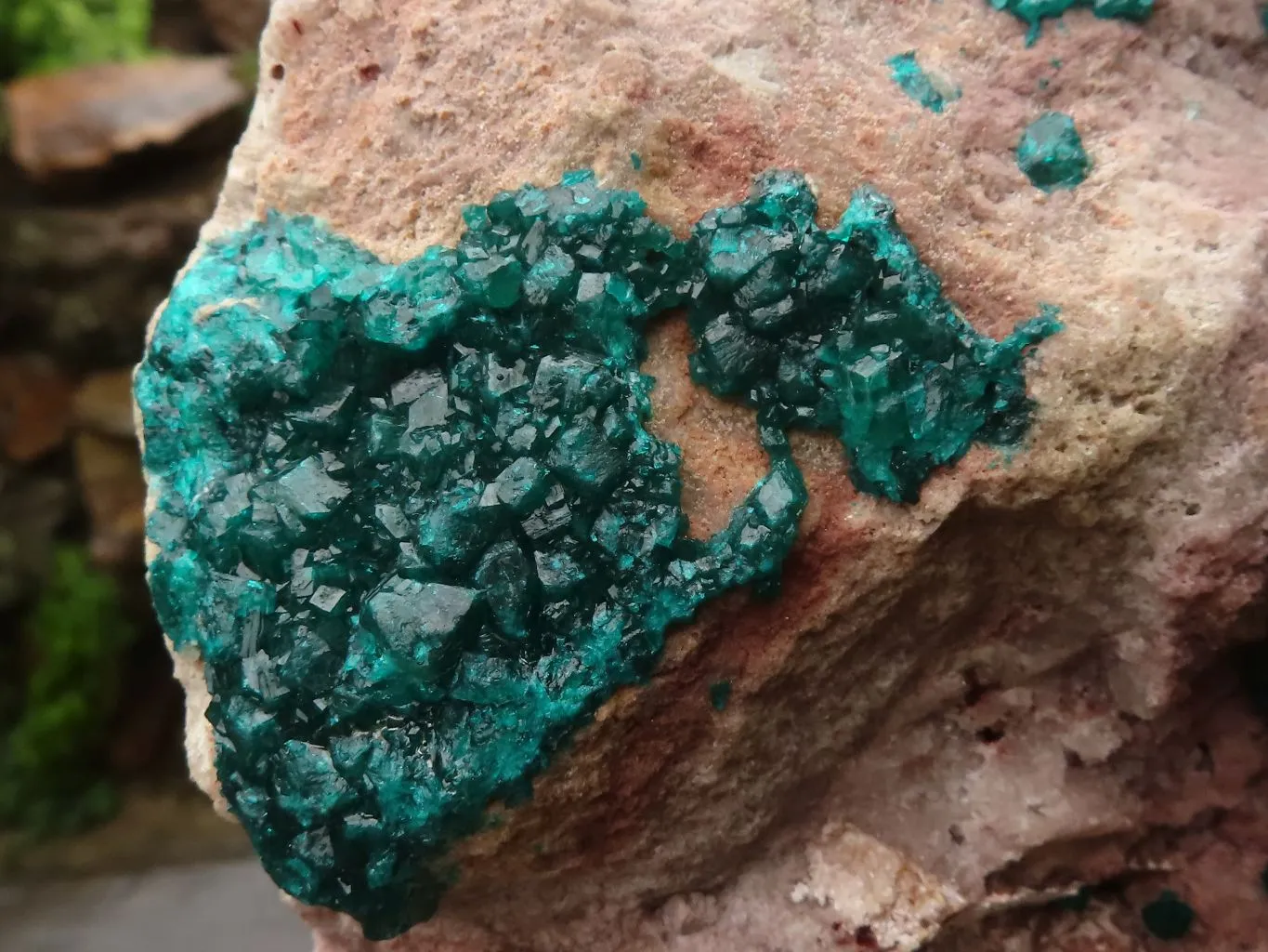 Natural Extra Large Classic Dioptase Specimen With Deep Emerald Crystals x 1 From Congo