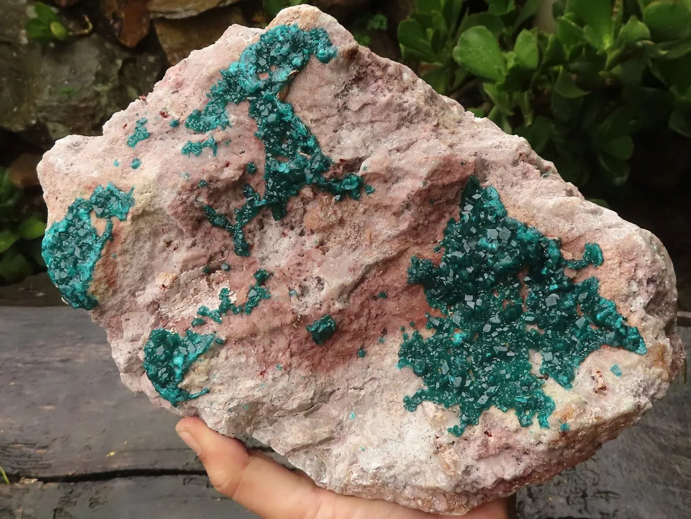 Natural Extra Large Classic Dioptase Specimen With Deep Emerald Crystals x 1 From Congo