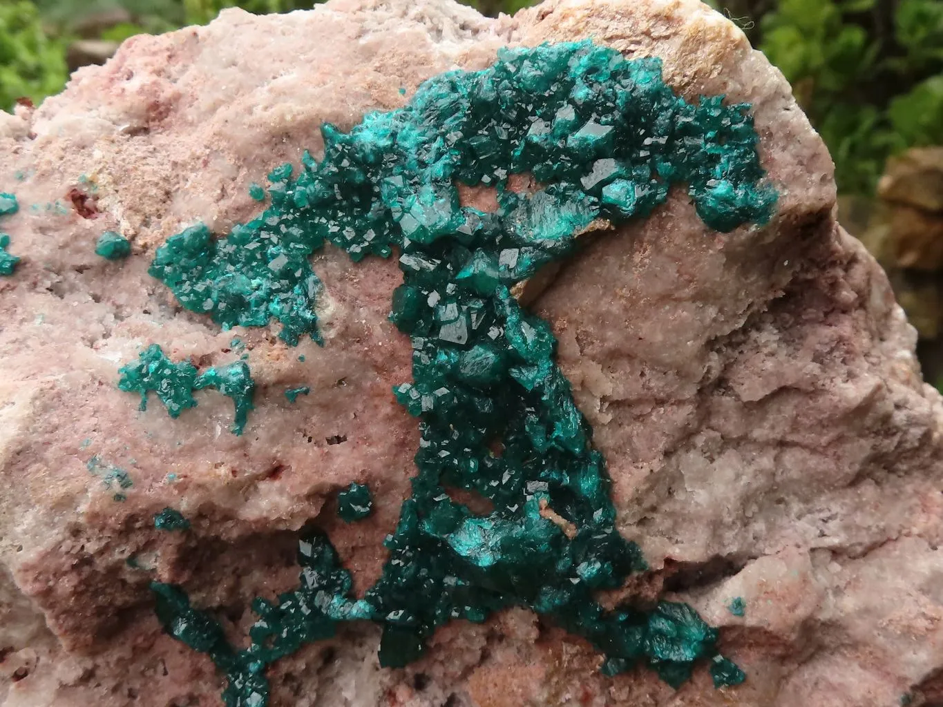 Natural Extra Large Classic Dioptase Specimen With Deep Emerald Crystals x 1 From Congo