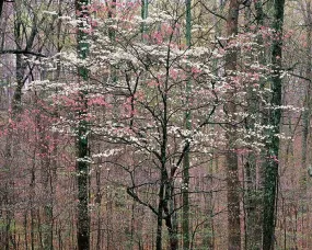 Pink and White Dogwoods, Kentucky