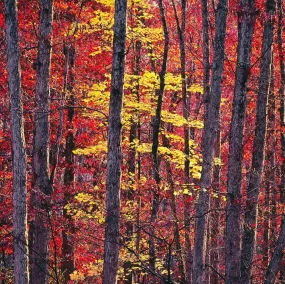 Woodland Epiphany, Virginia